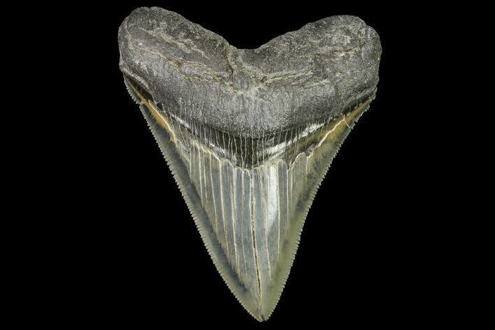 Serrated, Fossil Megalodon Tooth - Georgia #142352